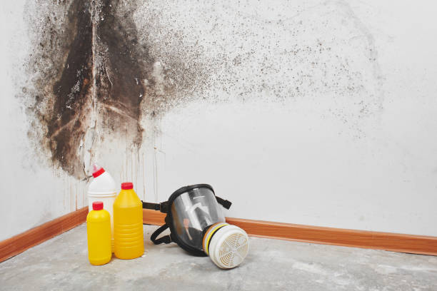 Best Black Mold Removal  in Red Bank, TN
