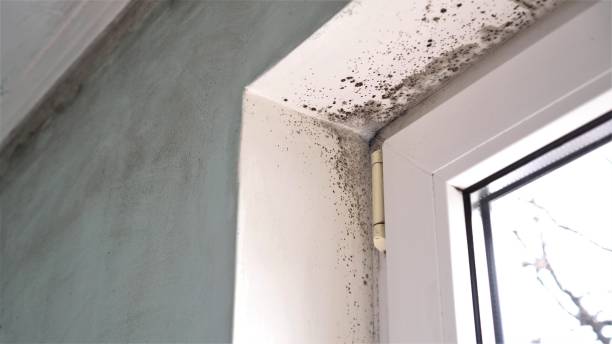 Certified Mold Removal in Red Bank, TN