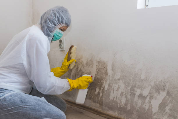 Attic Mold Removal in Red Bank, TN