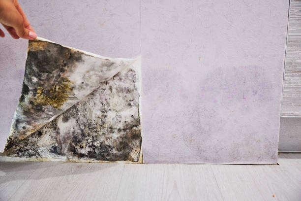 Best Same-Day Mold Removal  in Red Bank, TN